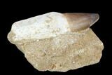 Fossil Rooted Mosasaur (Prognathodon) Tooth In Stone - Morocco #116988-1